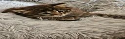 Maine Coon cats for sale: Beautiful Female Maine coon cross  - Advert 1
