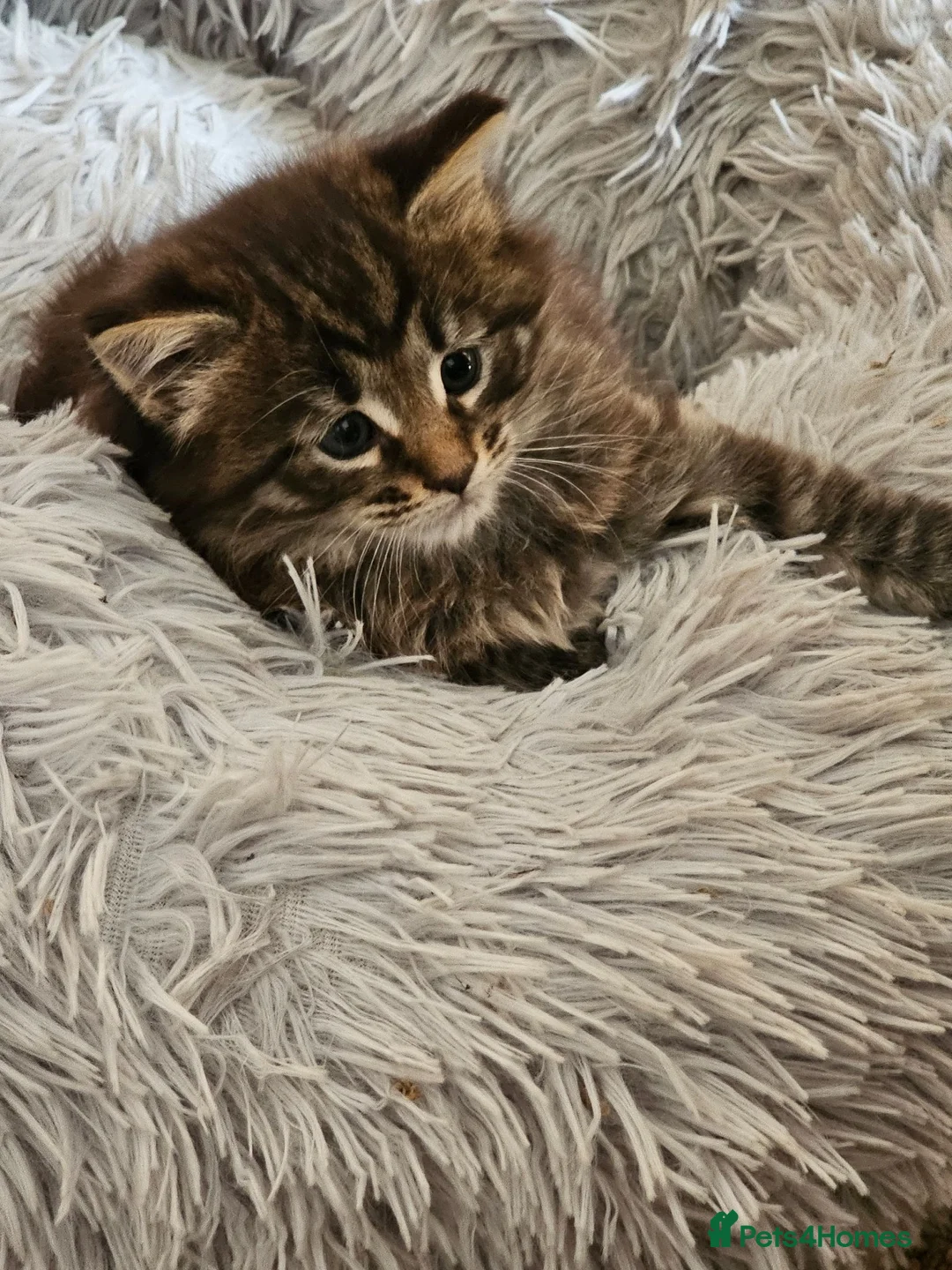 Maine Coon cats for sale: Beautiful Female Maine coon cross  - Advert 1