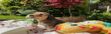 Miniature Dachshund Puppy 7