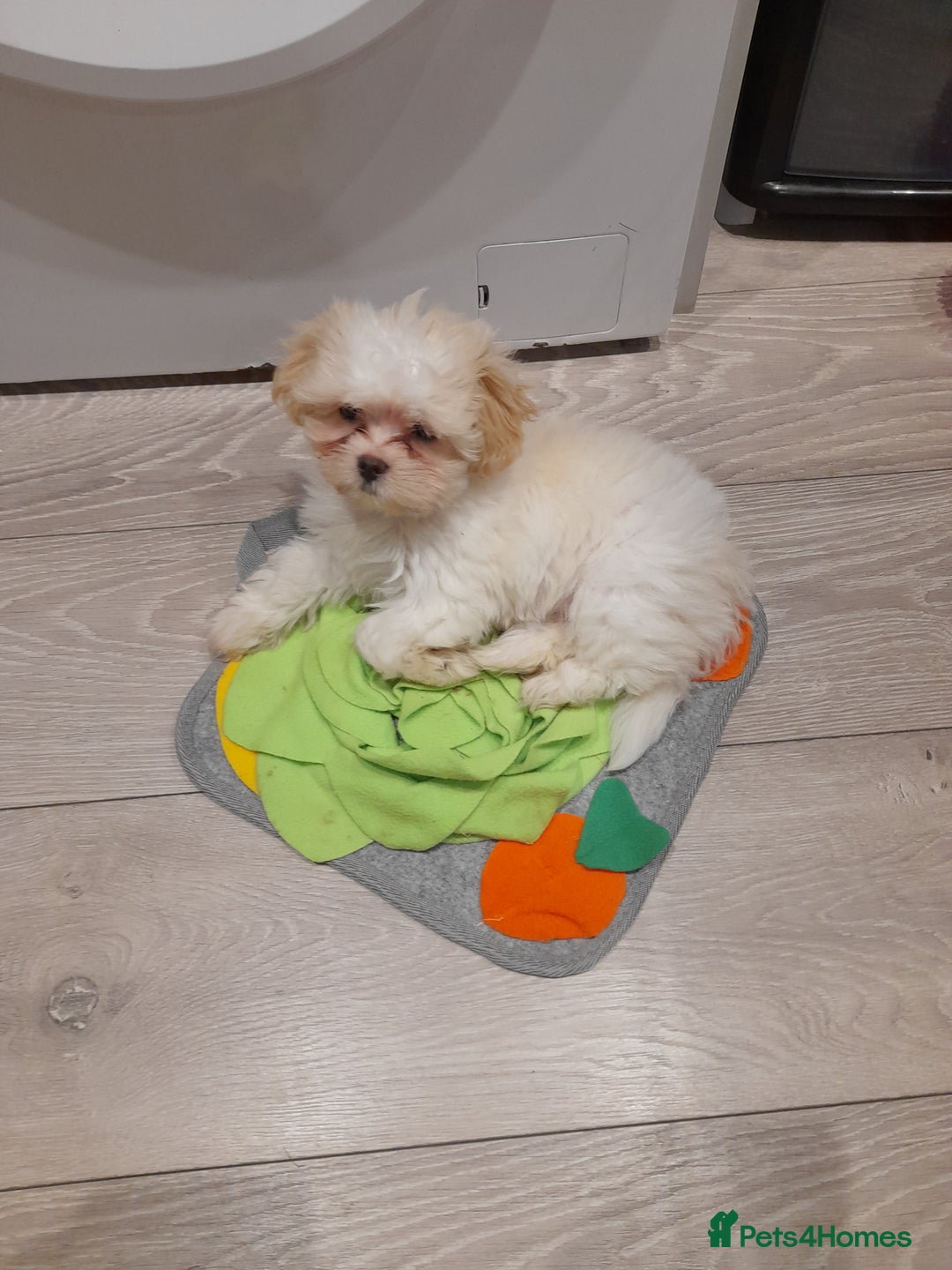 Malshi dogs for sale: 11 months old MALSHI PUPPY (FEMALE) - Advert 3