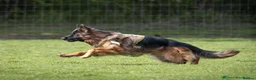 German Shepherd dogs for sale: 🐾🐶 GERMAN SHEPHERD PUPPIES FOR SALE 🐶🐾 in King's Lynn - Advert 18