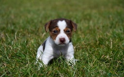 Jack Russell dogs for sale: Jack Russel puppies for sale  - Image 15