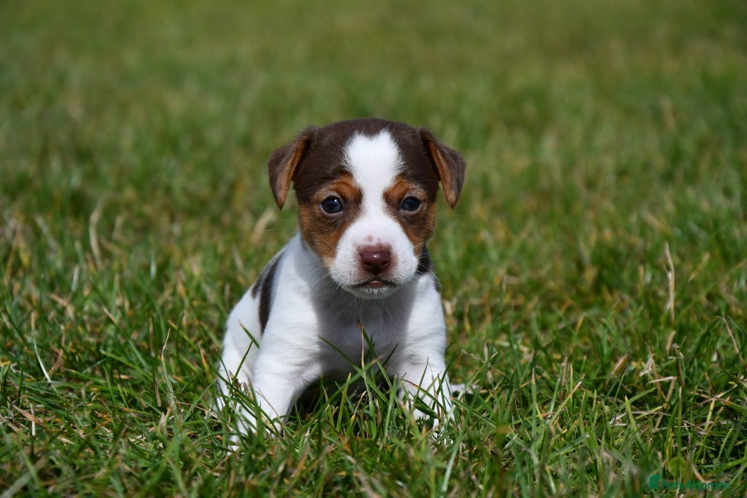 Jack Russell dogs for sale: Jack Russel puppies for sale  - Image 15