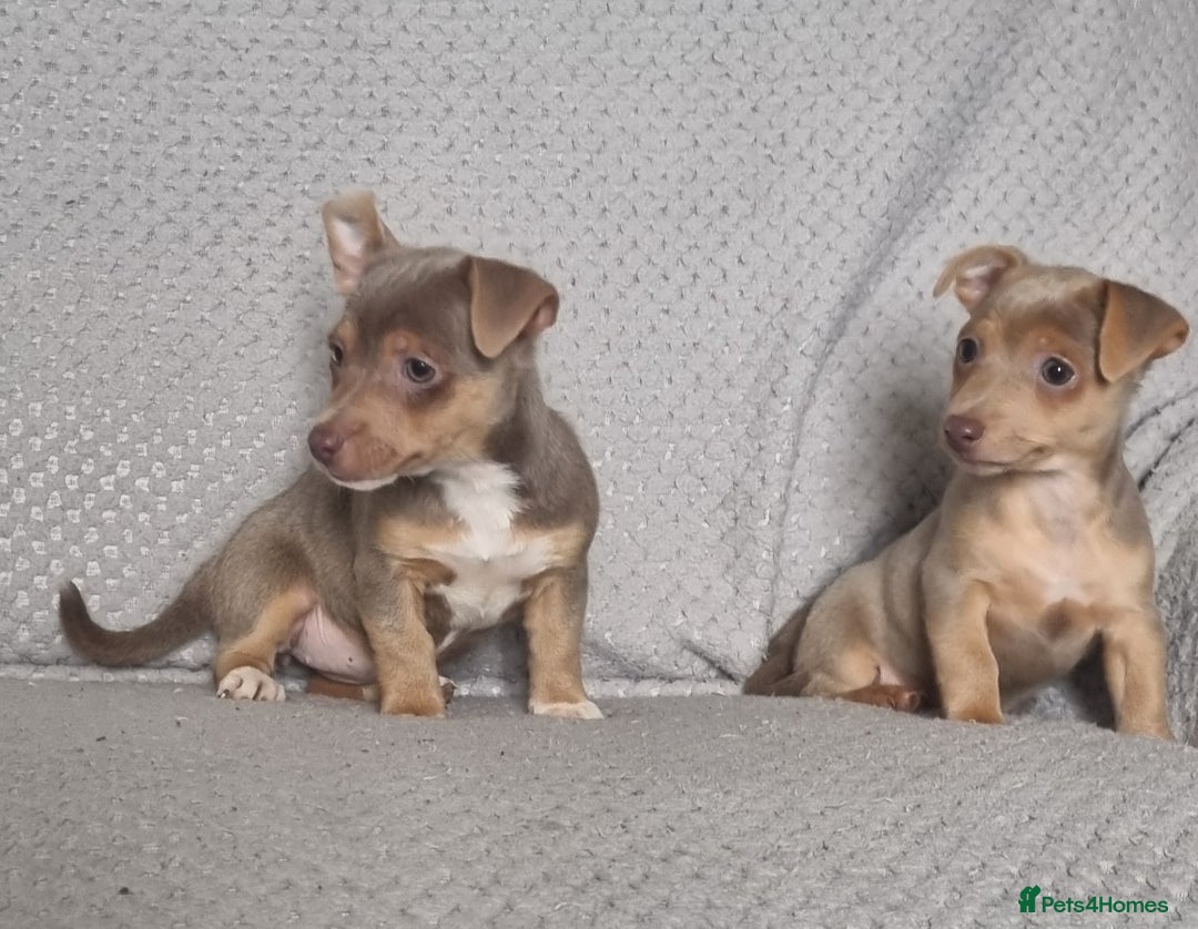 Jack Russell dogs for sale: Miniature jack Russell's only 3 available now - Image 19