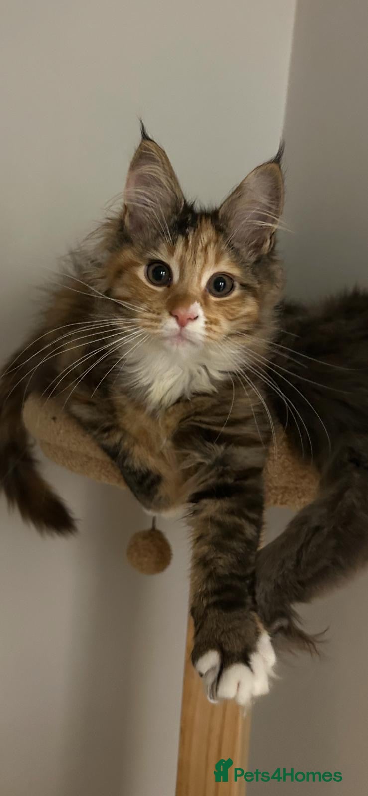 Maine Coon cats Beautiful Female Mainecoon - Advert 1