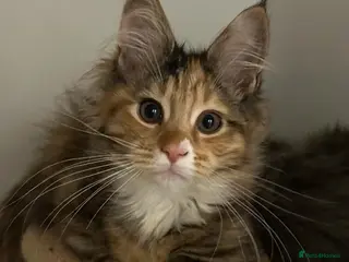 Maine Coon cats Beautiful Female Mainecoon - Advert 4