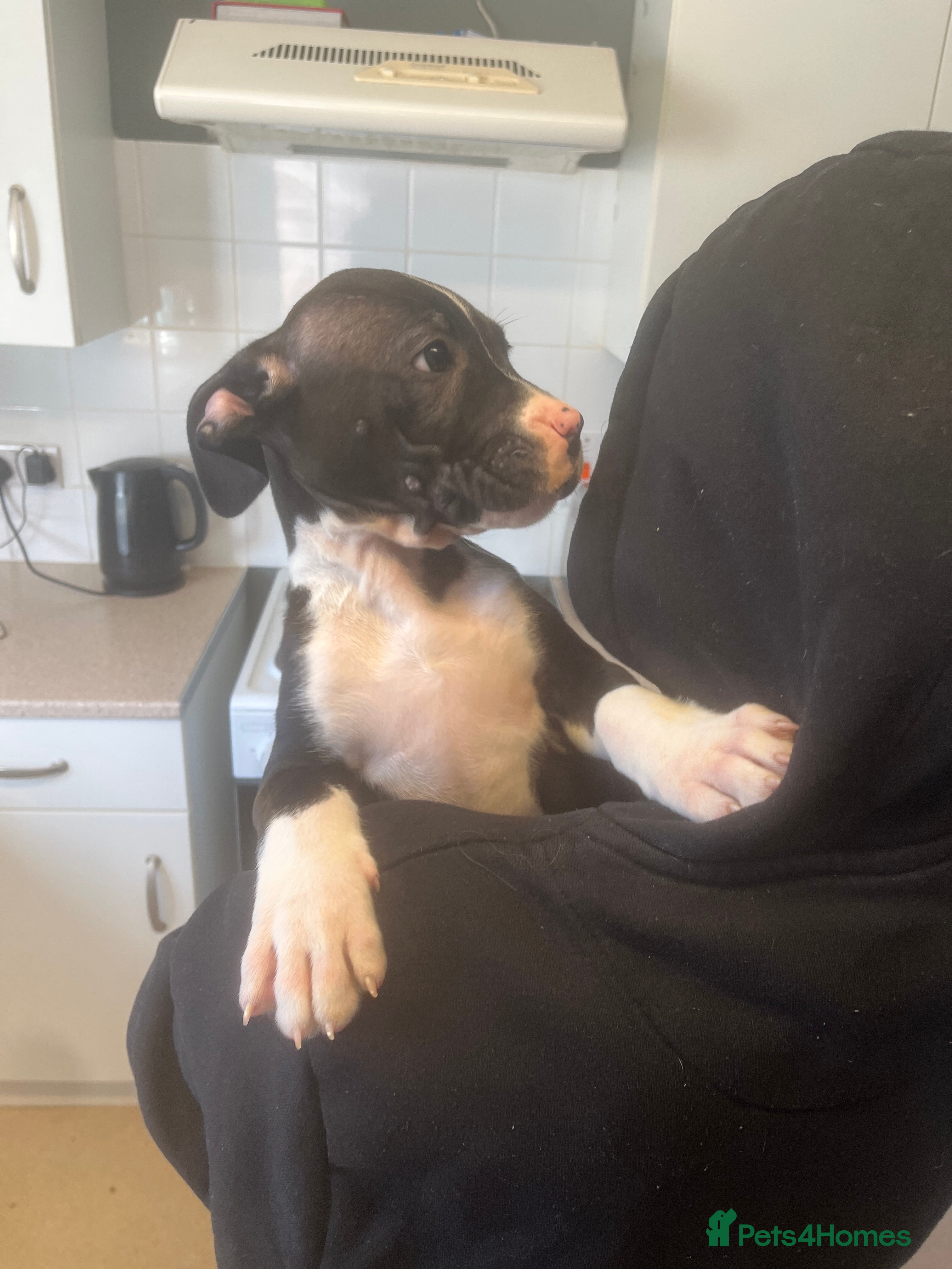 Mixed Breed dogs Staff x cane Corso  in Norwich - Advert 1