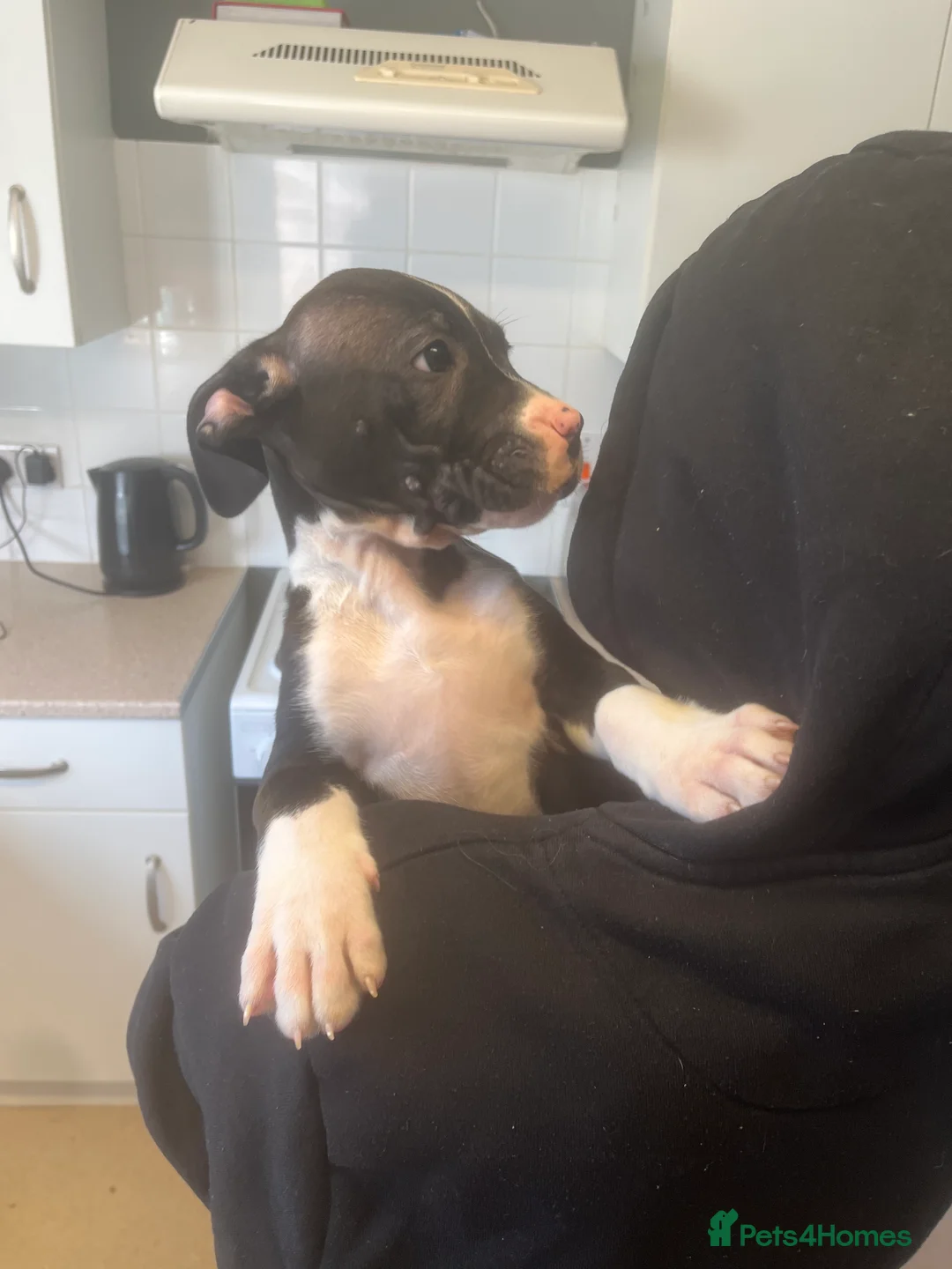 Mixed Breed dogs for sale: Staff x cane Corso  in Norwich - Advert 1