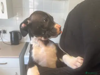 Mixed Breed dogs Staff x cane Corso in Norwich - Advert 1