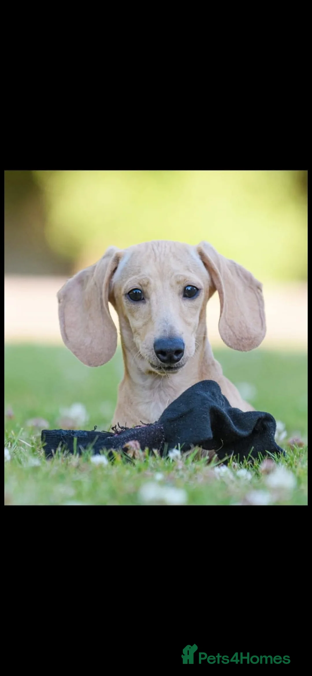 Miniature Dachshund dogs for stud: 🍦Cupid Draw back your bow🩷 up for stud!  - Advert 1
