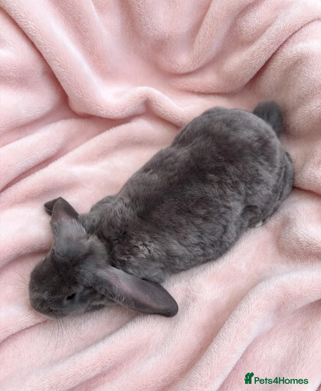 Mixed Breed rabbits for sale: Breeding Trio of Rare Velveteen lops - Advert 2