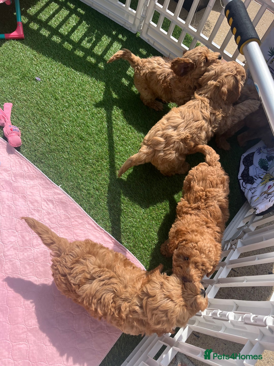 Cockapoo dogs for sale: Male 2 year old cockapoo  - Image 13