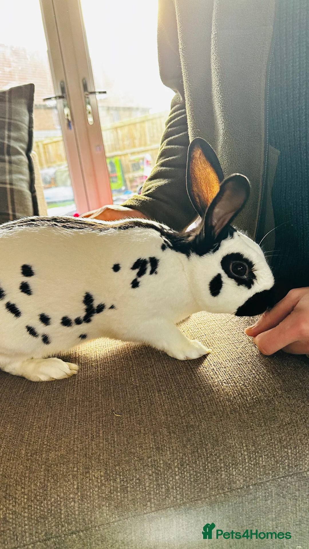 English Spot rabbits for sale: English spot Buck for sale - Advert 2