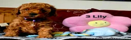 Toy Poodle dogs for sale: Toy Poodle  - Advert 35