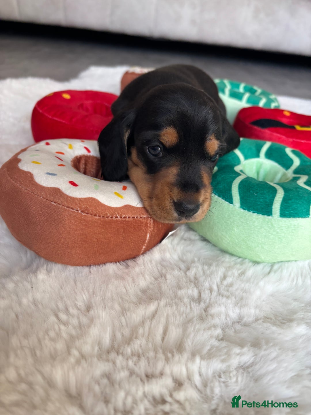 Miniature Dachshund dogs for sale: Miniature dachshund  - Advert 4