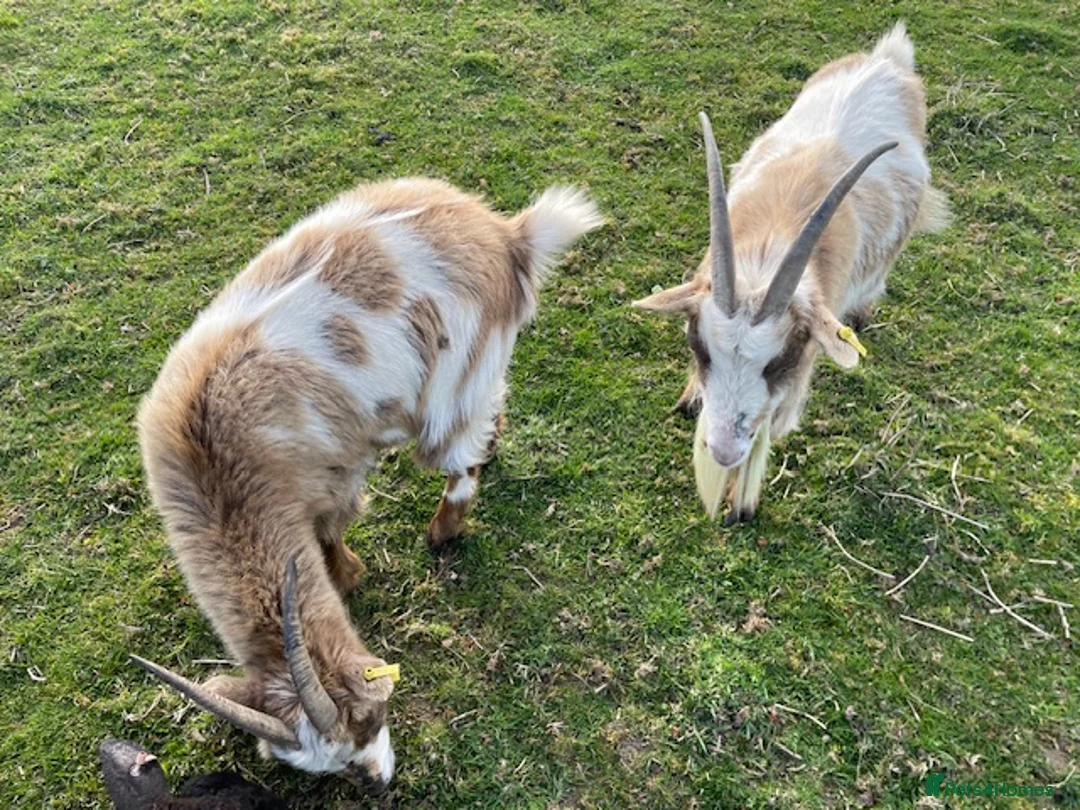 Goats livestock for sale: Two Female Pygmy Goats - Advert 4
