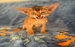 Abyssinian cats for sale: Beautiful Abyssinians kittens - Image 6