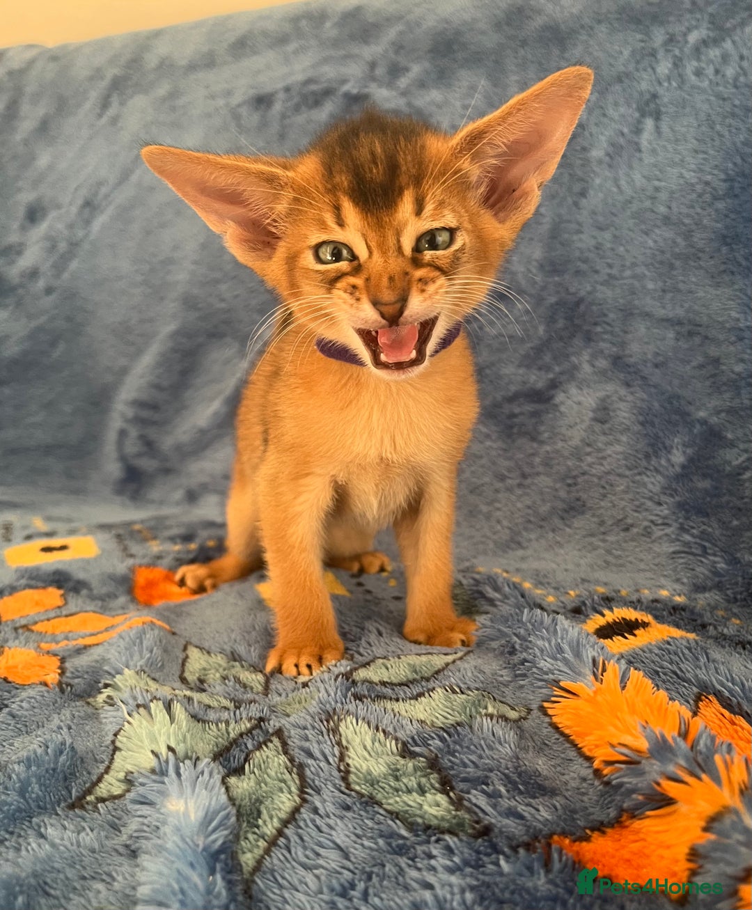 Abyssinian cats for sale: Beautiful Abyssinians kittens - Image 6