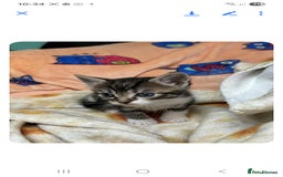 Mixed Breed cats for sale: 2 boys and 2 girls calico cats  - Image 11
