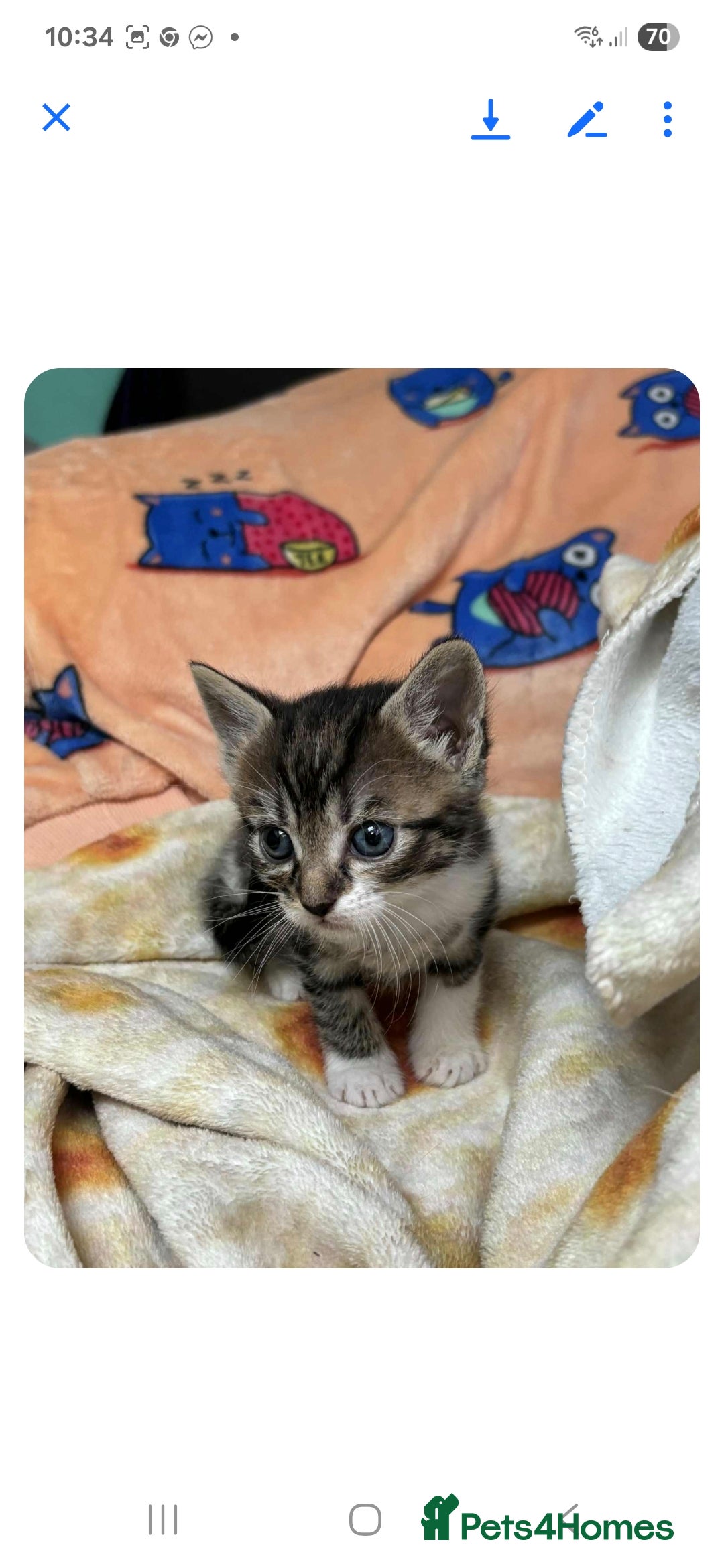 Mixed Breed cats for sale: 2 boys and 2 girls calico cats  - Image 11