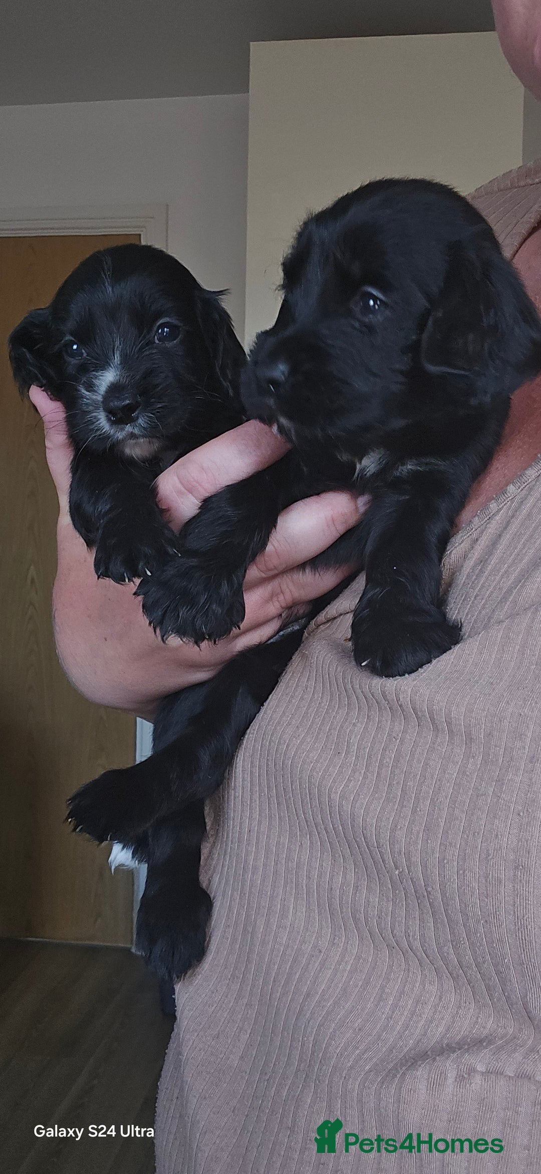 Cocker Spaniel dogs for sale: Cocker spaniel puppies 🐶  - Image 8