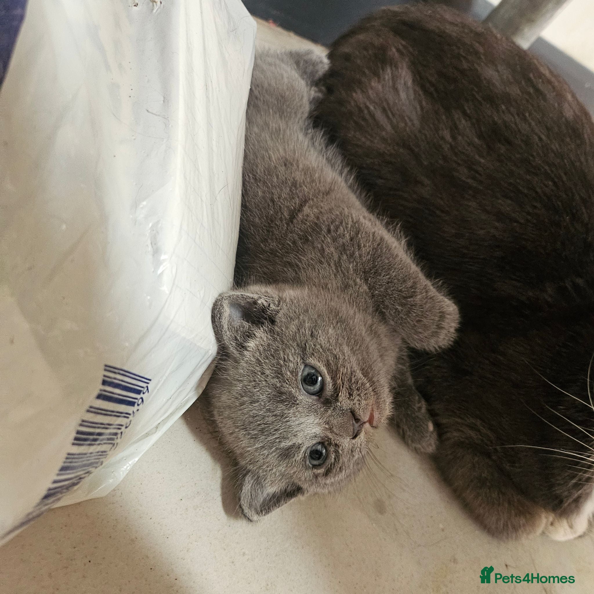 British Shorthair cats BSH kittens  - Advert 7