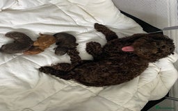 Cockapoo dogs for sale: Adorable cockapoo puppy’s  - Image 11