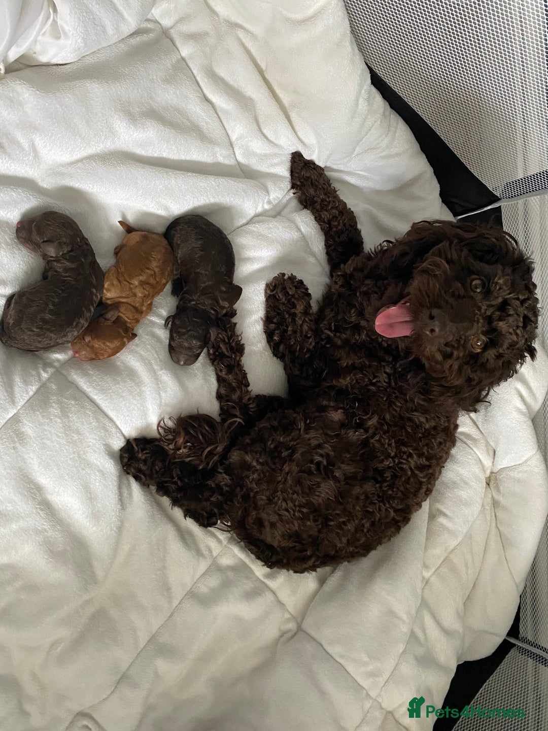 Cockapoo dogs for sale: Adorable cockapoo puppy’s  - Image 11