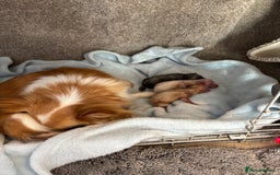 Chihuahua dogs for sale: Long coat chihuahua pups - Image 22