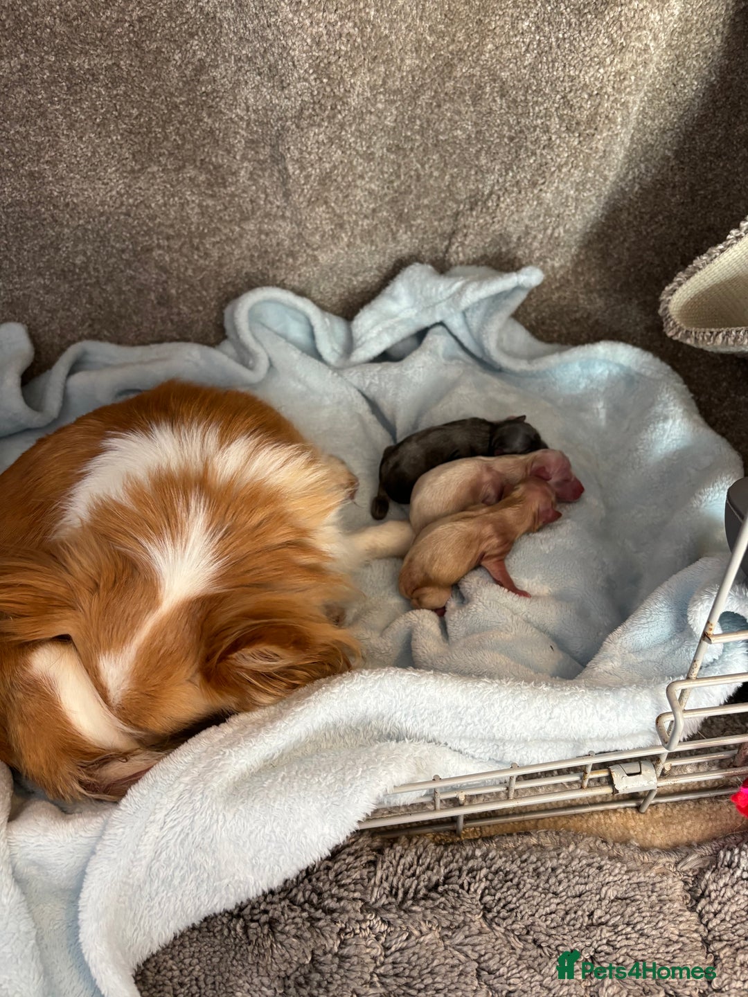 Chihuahua dogs for sale: Long coat chihuahua pups - Image 22