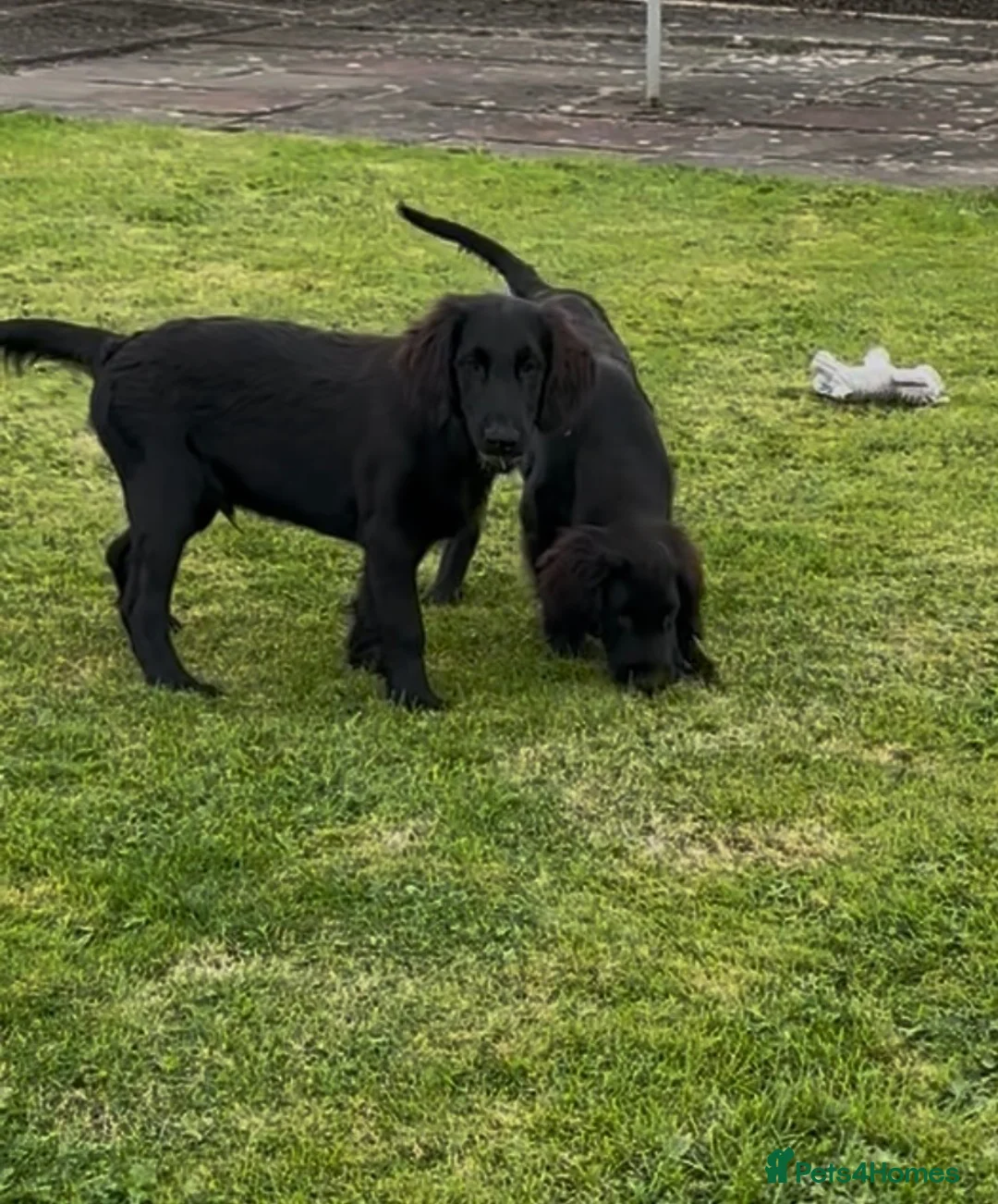 Flat coated Retriever dogs for sale: Two stunning black Flatcoats puppies for sale  - Advert 1