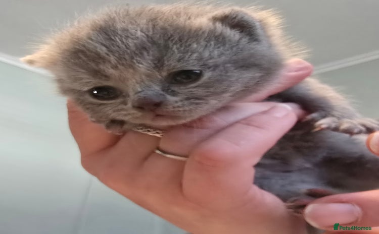 British Shorthair cats - Advert 7