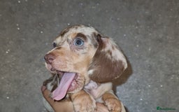 Miniature Dachshund dogs for sale: 💜Extra miniature chocholate dapple daschunds💜  - Image 24