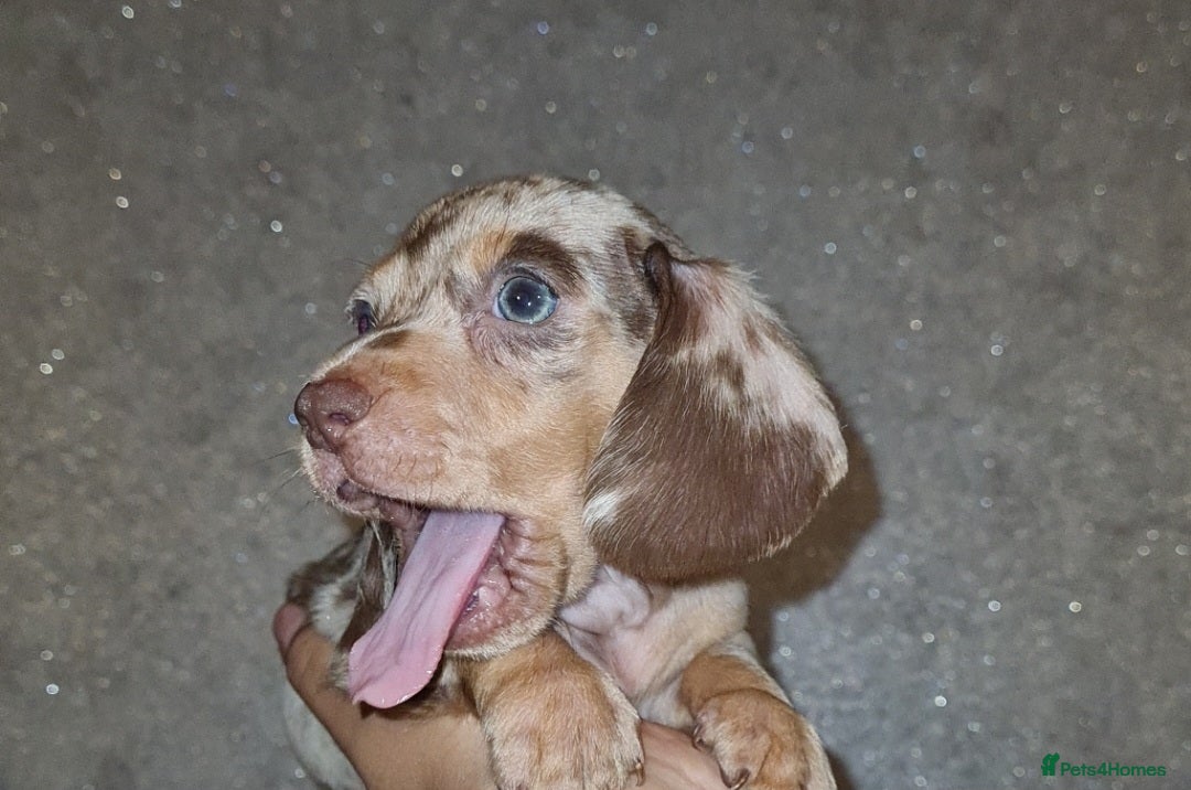 Miniature Dachshund dogs for sale: 💜Extra miniature chocholate dapple daschunds💜  - Image 24