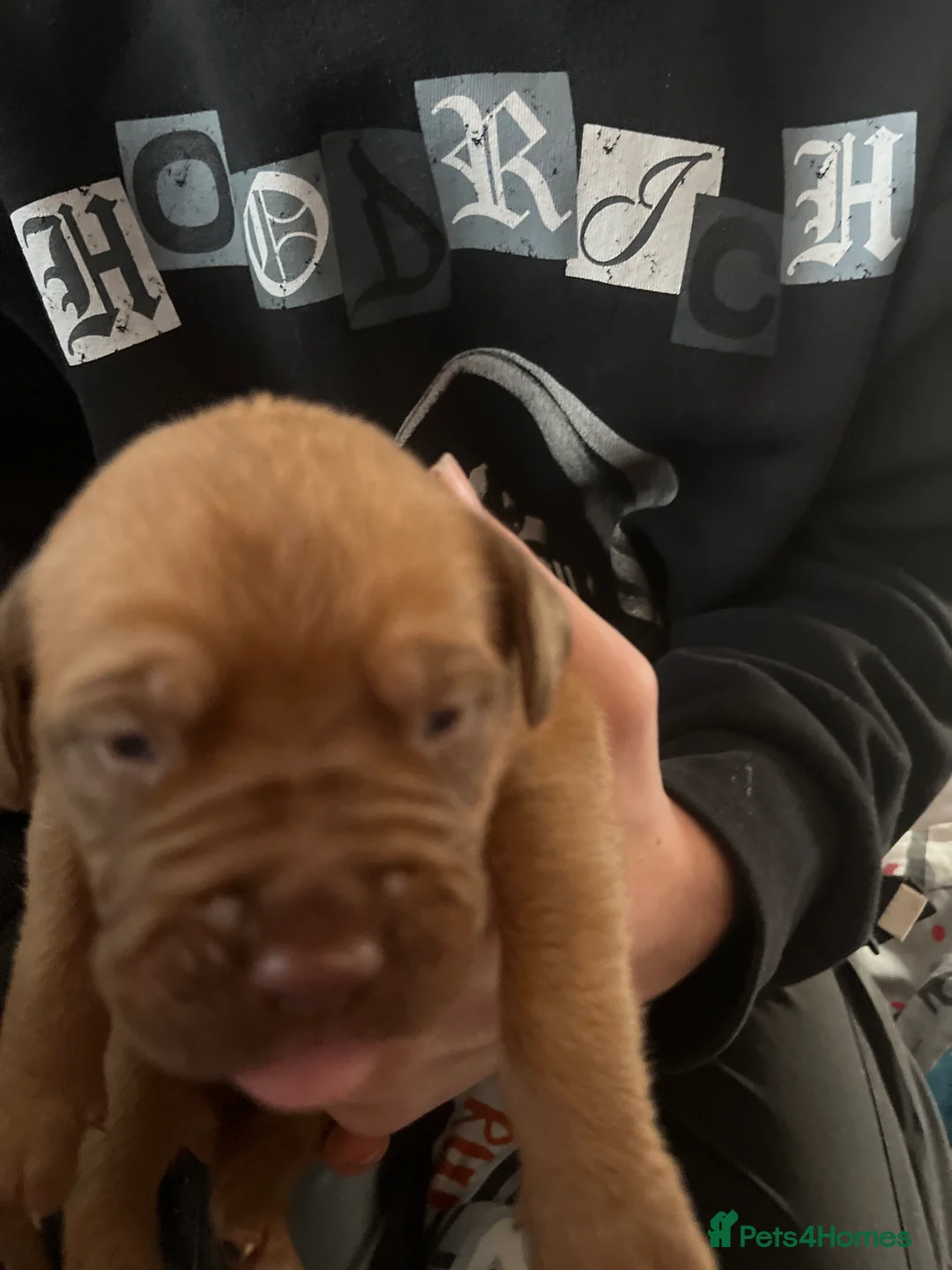 Dogue De Bordeaux dogs for sale: Dogue de Bordeaux puppies - Advert 18