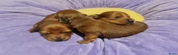 Miniature Dachshund dogs for sale: Pra clear-Beautiful miniature LG Dachshund pupps - Advert 28