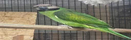 Parakeets birds for sale: Breeding Pair Mustache Parakeets - Advert 2