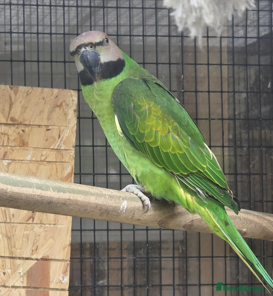 Parakeets birds for sale: Breeding Pair Mustache Parakeets - Advert 2