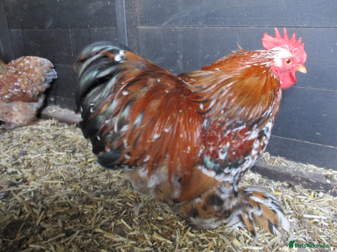 Hens poultry for sale: Millefleur Pekin pullets( female) 18.08.25. - Image 5
