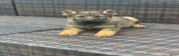 German Shepherd dogs for sale: German shepherd puppies in Peterborough - Advert 2