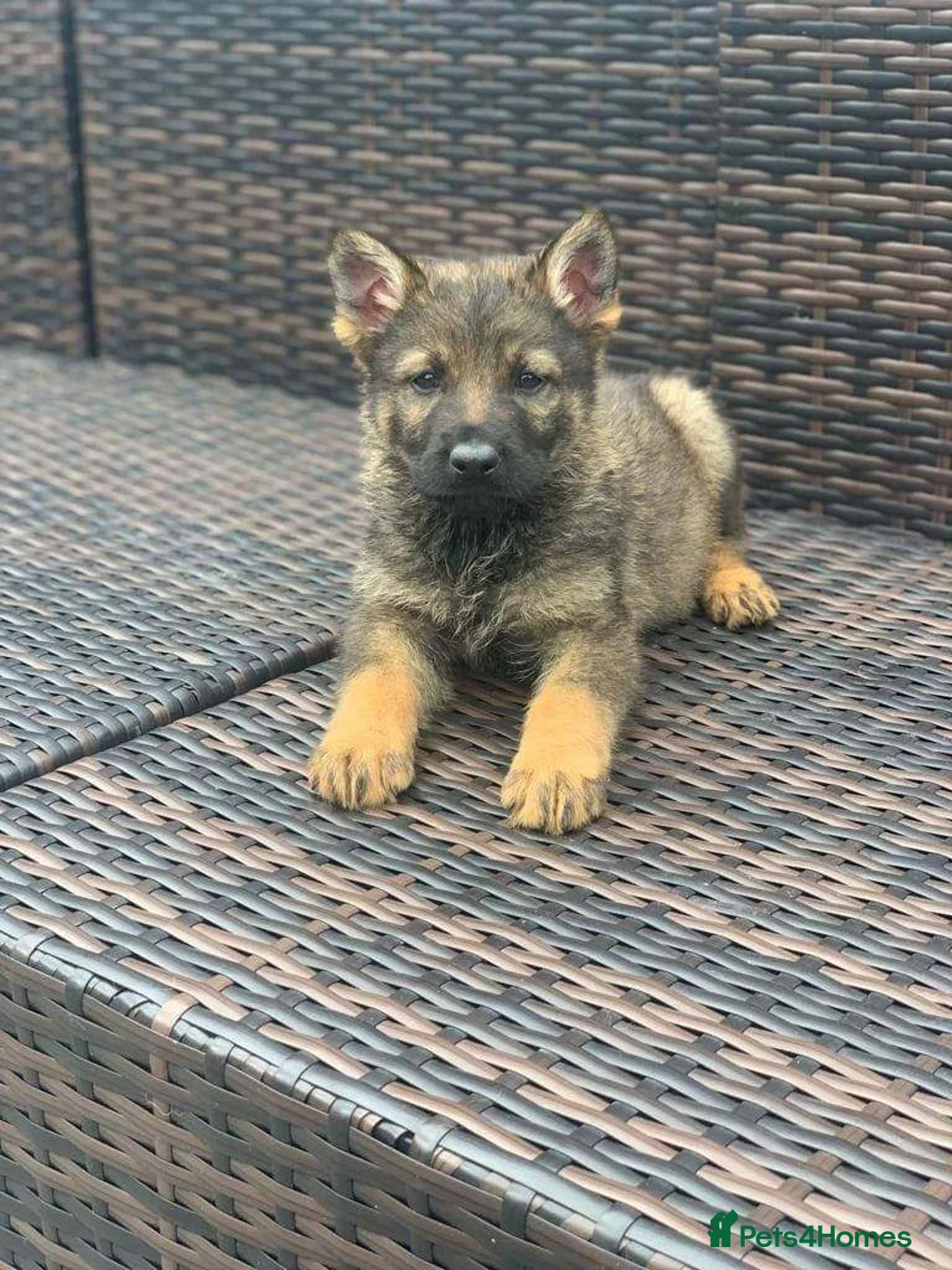 German Shepherd dogs for sale: German shepherd puppies in Peterborough - Advert 2