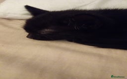 Mixed Breed cats for sale: Female kitten  - Image 4