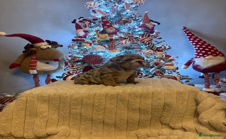 English Bulldog dogs - Advert 2