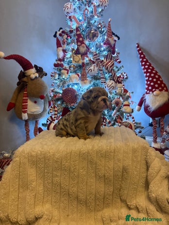 English Bulldog dogs - Advert 1