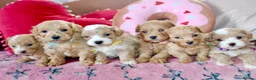 Maltipoo dogs for sale: ✨ Tiny Toy F1 Maltipoo pups ready soon ✨  - Advert 7