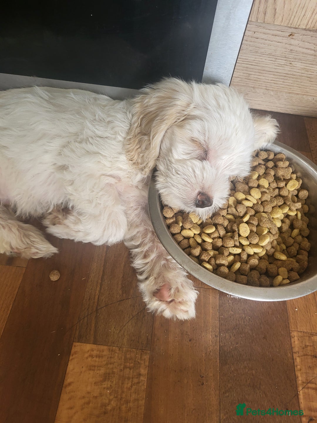 Cockapoo dogs for sale: 10 week old cockapoo  - Image 3
