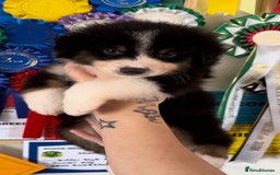 Australian Shepherd dogs for sale: 3 remaining- Beautiful Australian Shepherds  - Image 3