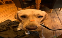 Labrador Retriever dogs for sale: Sensitive and Devoted Labrador  - Image 14
