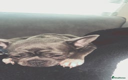 French Bulldog dogs for sale: Tiva (french bulldog) - Image 2
