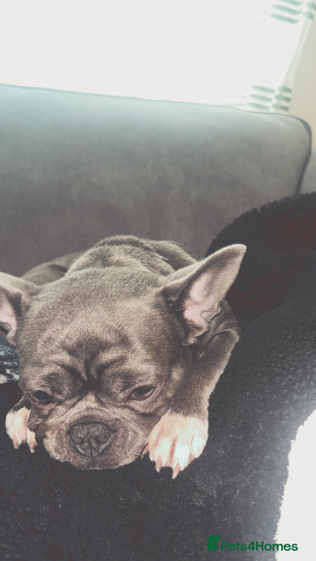 French Bulldog dogs for sale: Tiva (french bulldog) - Image 2